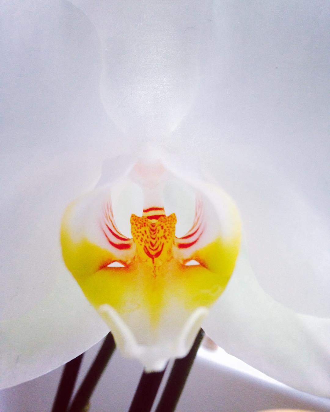 Photo: Stel Anemogiannis, Creative Photography and Design, published by Instagram user @_art_photo_graphic